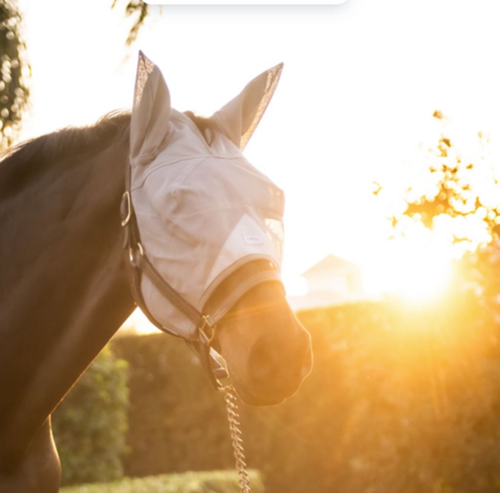 Horse Fly Mask Without Ears Breathable, Lightweight & UV Protective Adjustable Fit - Standard Horse Size